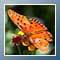 Fratillary Butterfly 