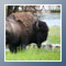American Buffalo, Bison-Bison, Yellowstone National Park